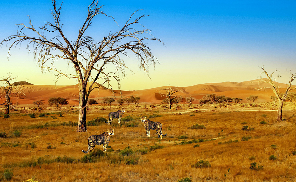 Szafari Serengetiben (Második rész)