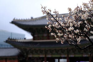 Dél-Korea cseresznyevirágzás idején (Első rész)